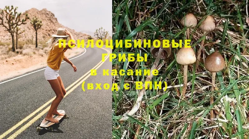 Галлюциногенные грибы Magic Shrooms  Мамоново 